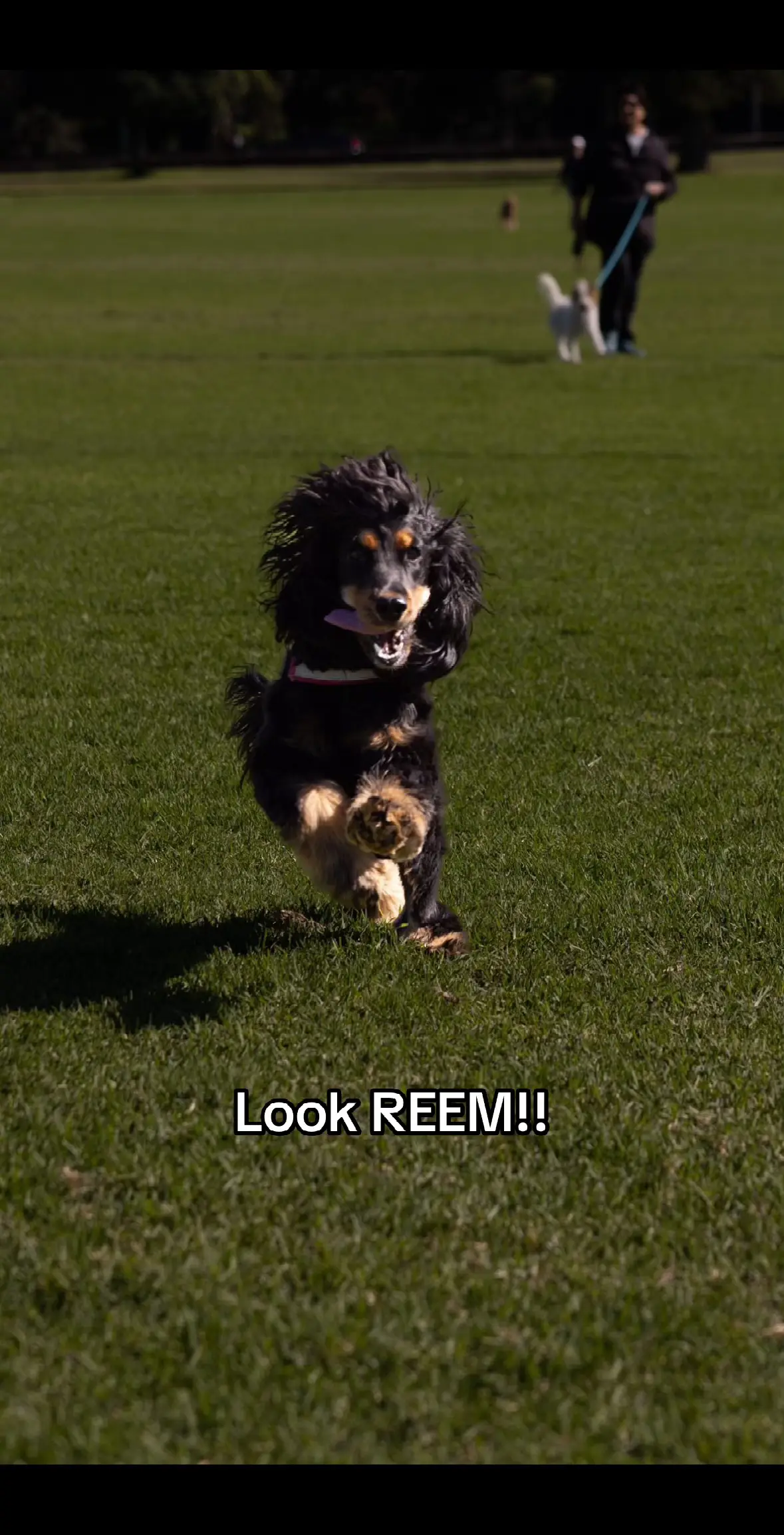 REEM!!!  #lookreem #reem #cockerspaniel #dogpuppy #cockerspanielsoftiktok #englishcockerspaniel #englishcockerspanielpuppy #dogsoftiktok 