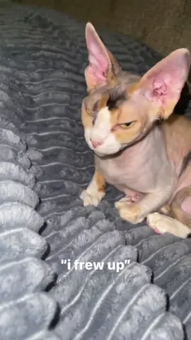 Cat😹😹😹#funnycats #funnypets #funnyanimals #catsoftiktok 