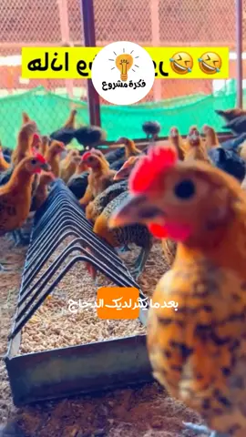 مشروع تربية الدجاج البياض #تربية_الدجاج #دجاج #مشروعي_الصغير #مشروع_مربح #فكرة_مشروع #اكسبلور #chiken #project #france🇫🇷 #arabs 