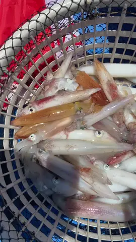 How many squid!! 😱🔥 #squid #fishing #sea #seafood #fishinglife #wildlife #oceanlife #sealife #ocean 