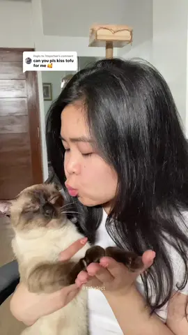 Replying to @7dayschen kissing my cat to see his reaction 😳  #catsoftiktok #cattok #siamese #relatable #funnycat #catlife 