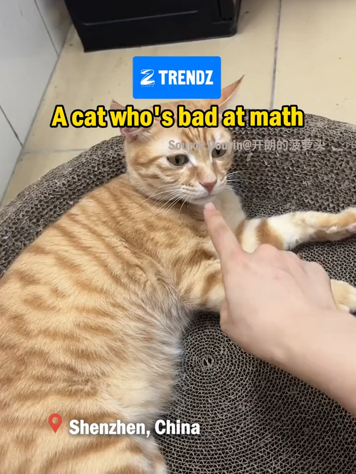 A cat who's bad at math🤣🤣🤣 #cat #cutecat #gingercat #catsoftiktok