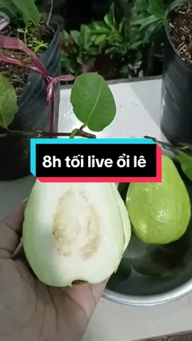 Cây giống ổi lê #nhavuontranduy #ổilê #câyăntrái #CapCut 