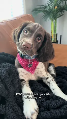 the eye contact is insane👁️👄👁️ #englishspringerspaniel #springerspanielpuppy #springerspaniel #puppy #puppies #dogsoftiktok #dogs #puppiesoftiktok #Love #obsessed #funny #cute #fypage 