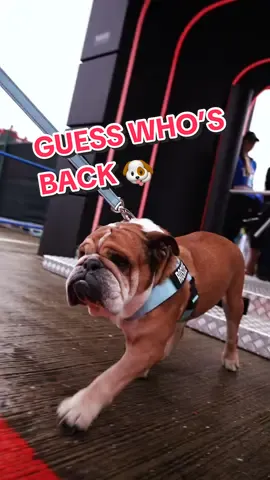 Roscoe is BACK 🐶 #LewisHamilton #Dog #Roscoe #LewisDog #F1 #Mercedes 