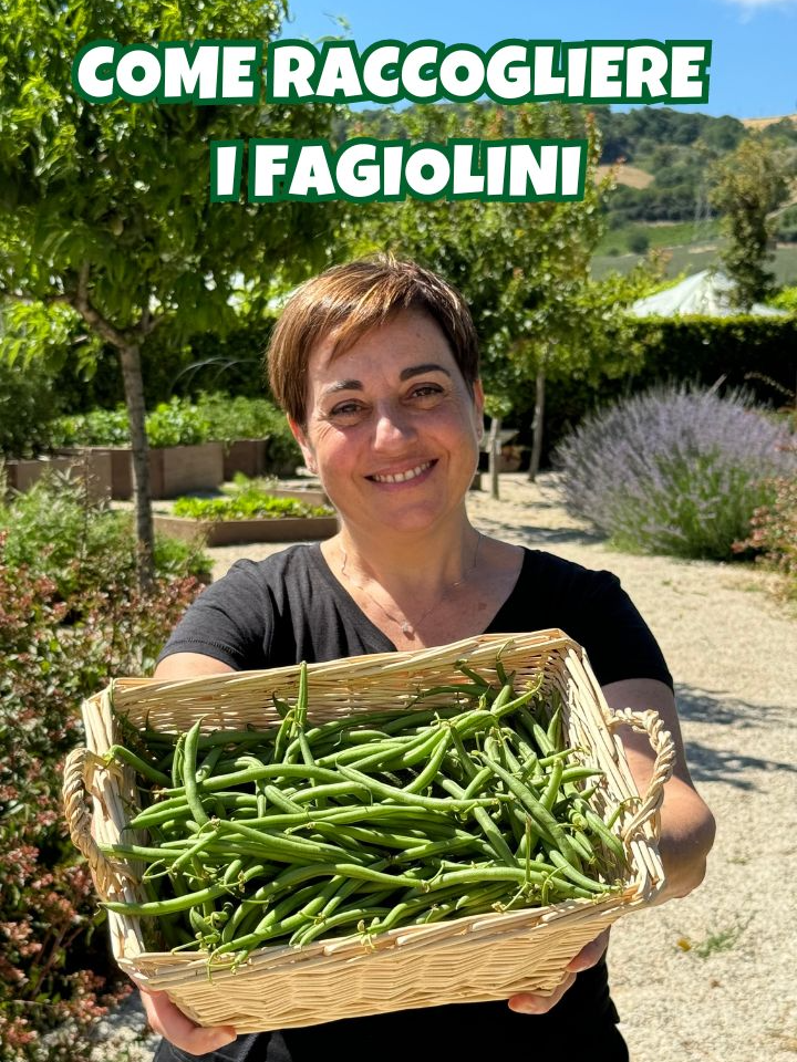 finalmente dopo tante disavventure sono riuscita a raccogliere i miei fagiolini 😅😂 #fagiolini #orto #ortodibenedetta #fattoincasadabenedetta