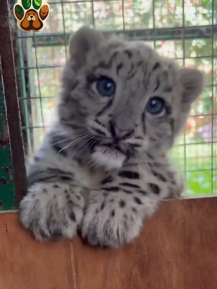 Irresistible #babytiger #babyanimal #cuteanimals #whitetiger