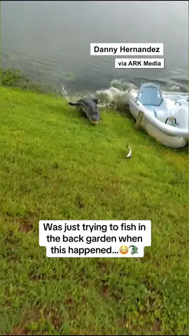 Love how he just casually leads it towards him🤣🐊🎣 📍Kissimmee, Florida A 74-year-old father was fishing with his son in his backyard when he was caught off guard by a hungry alligator, who rushed out of the water to snatch the fish from his pole. (🎥 Danny Hernandez via ARK Media) #alligator #florida #floridalife #fishing #fishtok #dadsoftiktok #bonding #gardening  Wildlife Animal videos Fishing Dad life