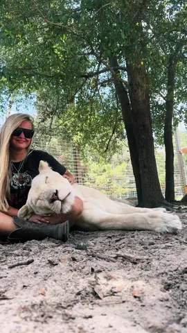 Relaxing with Vati ❤️ #NOTpets #lion #lions #lioness #whitelion #Love #bigcat #bigcats #cat #cats #animal #animals #wow #amazing #boop #fl #florida #fyp 