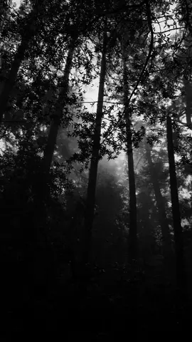 Dark vibes 🥀🎧 #billieeilish #lovely #nature #aesthetic #forest #darkaesthetic #vibes #dark #song #calm #edit #real #fyp #foryou #foryoupage #paratiiiiiiiiiiiiiiiiiiiiiiiiiiiiiii 
