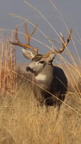 What do you think about this buck? He looks a little young to me. Maybe 3 years old?  www.GoodBullGuided.com  #Photography #wildlife #nature #colorado #goodbull #muledeer #deer #buck #muley 