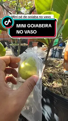 Mini goiabeira no vaso #viral #fyp #frutas #fy #natureza #natureza #viralvideos 