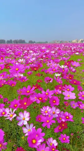コスモス🌸#flowers #花 #綺麗 #gooodmorning #scenery #お花のある暮らし #美しい花 #ดอกไม้ #꽃 #hoa  @🦋Mie_🌸  @🦋Mie_🌸  @🦋Mie_🌸 
