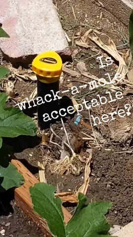 Nothing will make this beast go away.  Nothing.  Don't believe anything you read on the internet.  Cayenne pepper, castor oil, flooding the holes, annoying sound maker, the hottest hot sauce and vinegar .... He ate half the corn 🌽🌽 🌽😩🤌🏼 #tiktokgarden #moleinahole #whackamole #gardentok #tiktokfyp #teamwork #pestcontroltiktok 