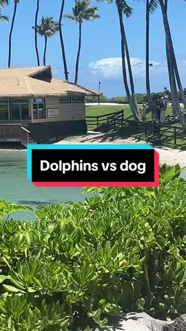 Dolphins just want to pet the dog too 😂 #kona #hawaii #dolpins #dog #fyp 