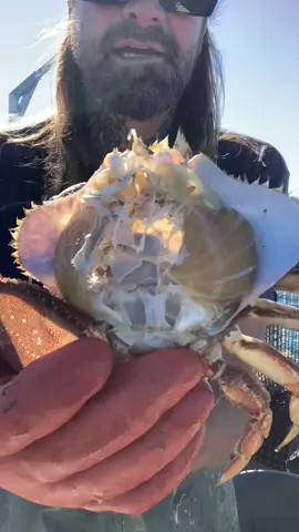 No Snizz for tha Rizz, Commercial Crabbing in California. #crab #seafood #rockhold #fishtok #asmr #oceanlife #saltwaterfishing #barnacleremoval 