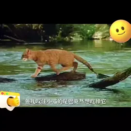 貓與狗的友情