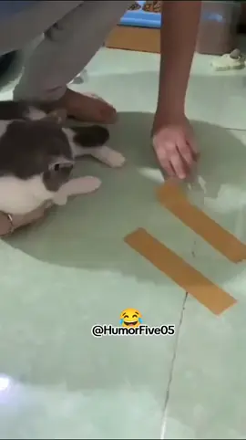 Kung-Fu Gato  #humorfive05 #nova #tiktok #brincando #tiktokviral #video #gato #durex #duas 