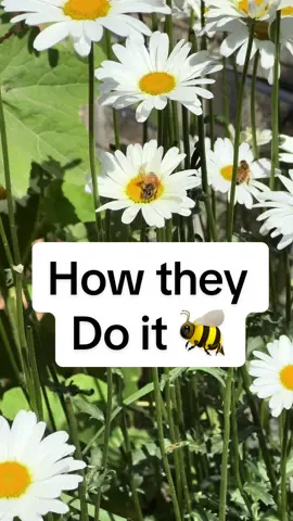 Bees rely on a combination of visual and olfactory cues to find pollen in the field. Flowers appear differently to bees, designed to attract them. Once a bee lands on a flower, it uses its body, legs, and mouthparts to gather pollen grains. Saliva is added to create a sticky ball of pollen, which is then packed onto her specialized “pollen baskets” (corbiculae) on her hind legs.  #bee #honeybee #flowers #flowers🌼🍁🌸 #beauty #fypシ゚viral #pollen #honeyworks #howto 