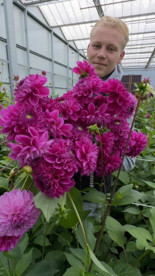 Dahlia Pink Couture! Stunning purple Dahlia color by WF Leenen! Thanks to @Jimleenen  #dahlia #dahlias #flowers