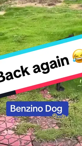 ThTs a Benzino Dog - built just like a frog . That’s a benzino do built just like a frog . #be#benzinodoga#part2r#frogdogu#funnydogi#viralh#thabbuttonpusher Benzino dog Frog dog Weird dog Benzino dog part 2 Thabuttonpusher 