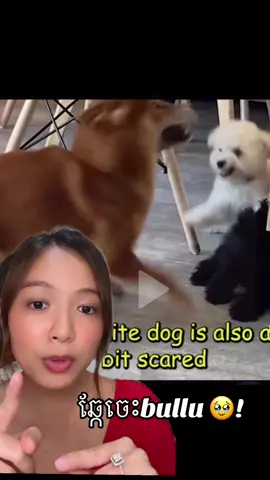 #PetsOfTikTok #dogsoftiktok #fypシ #foryoupage #cambodia #khmertiktok 
