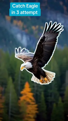 Catch Game _ Eagle #catch #catsoftiktok #game #gametiktok #catching #eagle 