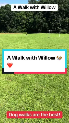 A walk with Willow! Its great to get outside with your best friend! 🐶❤️ #spanielsoftiktok #spaniel #spaniels #nature #Outdoors #walkinthewoods 