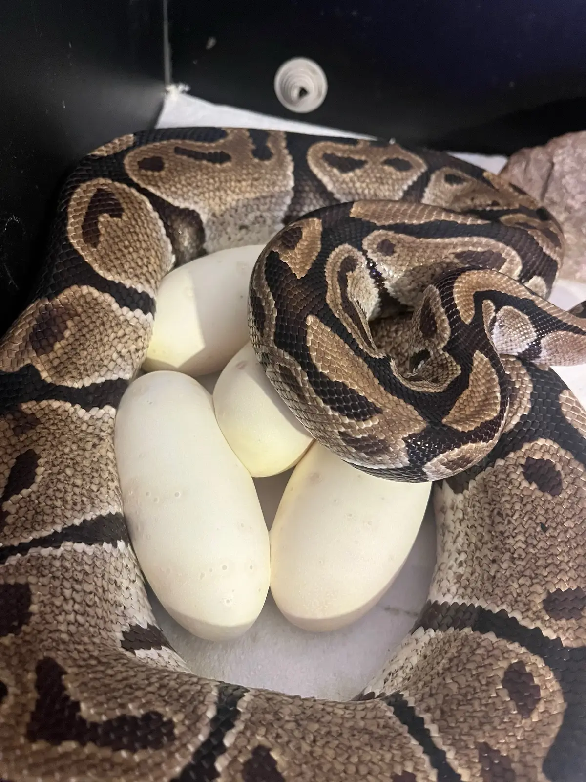 Baby snakes on the way 😁🐍🥚#fyp #follow #vairal #babys #foryou #followformorevideo❤️❤️❤️ #capcut #tiktok #foryourpage #foryourinsta #snakes