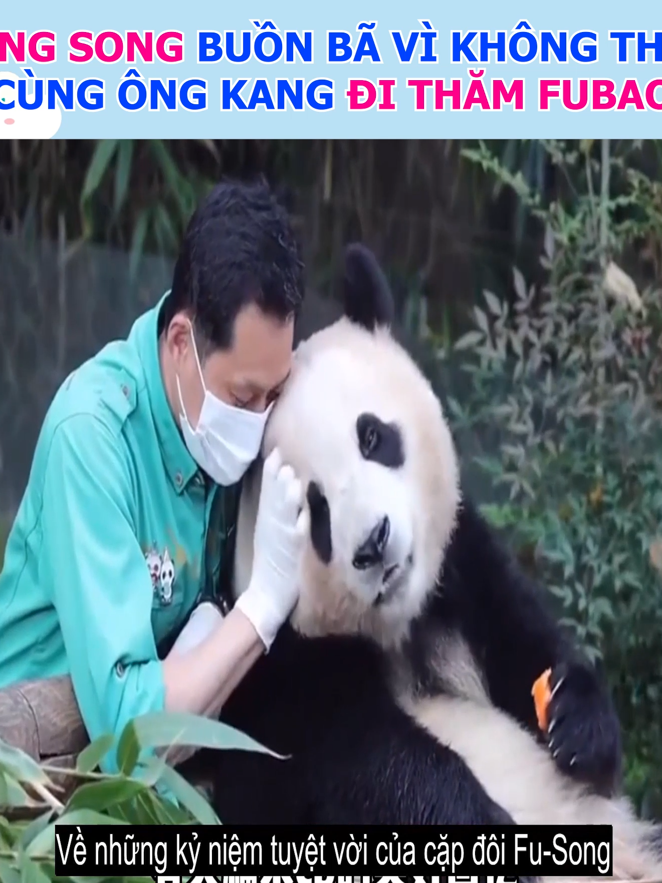 Ông Song hụt hẫng vì không thể cùng ông Kang đến Trung Quốc để chúc mừng sinh nhật cháu gái Fubao  #fubao #baofamily #panda #gautruc