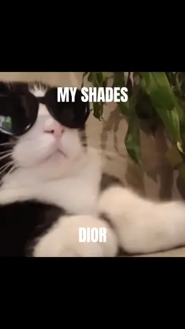 My shades Dior 🗣🗣🗣🔥🔥🔥💲💲💲 #cat #cats #catcore #hopecore #pinkcore #sillycat #asaprocky #praisethelord #fy #fyp #foryou 