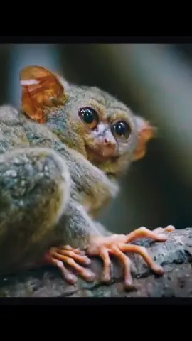This is tarsier. #documentary #amazinganimals #fyp 