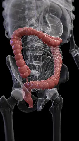 💡 Did You Know? Your colon is always on the move! 💡 Check out how colon peristalsis works to keep your digestive system running smoothly! #HealthFacts #ColonHealth #SciePro #EduTikTok #3d #animation #science #med #medical #health #education #meded #unity3d #sciart #medart #gastroenterology #colon #digestive