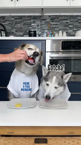 Low Budget Becky strikes again. Champ and Tyson try american cheese, grilled vegetables, a hamburger and hotdog. #dogstryfood #foodreview #dogs #huskies #goldenretriever #foryoupage 