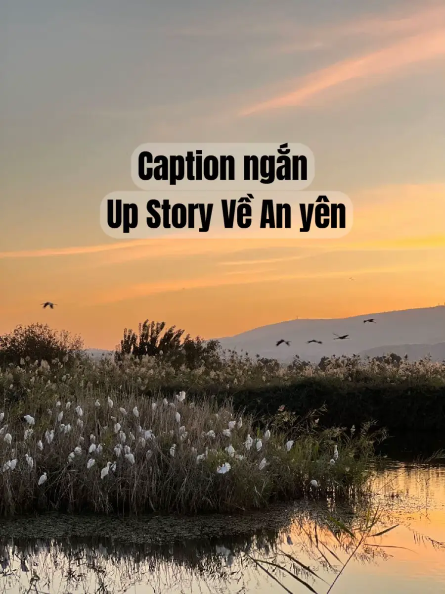 Hãy hướng về phía mặt trời, và bạn sẽ không bao giờ nhìn thấy bóng tối.. #nhungcaunoihay #captions #tinhyeu #tamtrang #story #viral #camxuc #xhtiktok #fpyツ #sad 