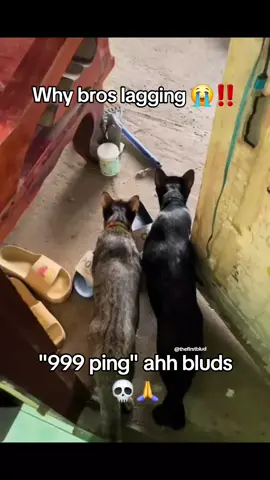 #dog #foryou #foryoupage #bills #viral #billcollector #donpollo 