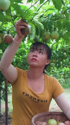 Harvesting Passion Fruit Goes To Market Sell! #harvest #harvesting #viral #fouryou