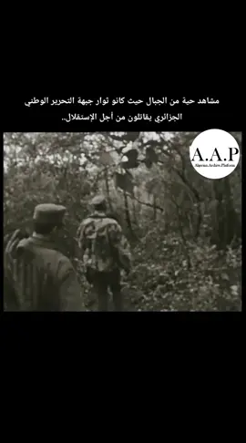 ثوار جبهة التحرير الوطني #منصة_الارشيف_الجزائري #algerian_archive #استقلال_الجزائر #5_جويلية_1962🇩🇿❤ #هواري_بومدين 