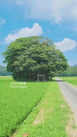 田舎の夏 #田舎の景色 #田舎の風景 #日本の風景 #日本の景色 