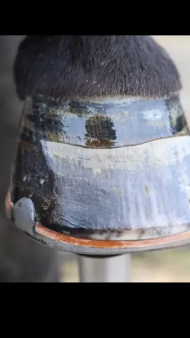Bet you'll love the end! #foryou #fypage  #horse #horses #horsesontiktok #horsesoftiktok #satisfying #asmr 