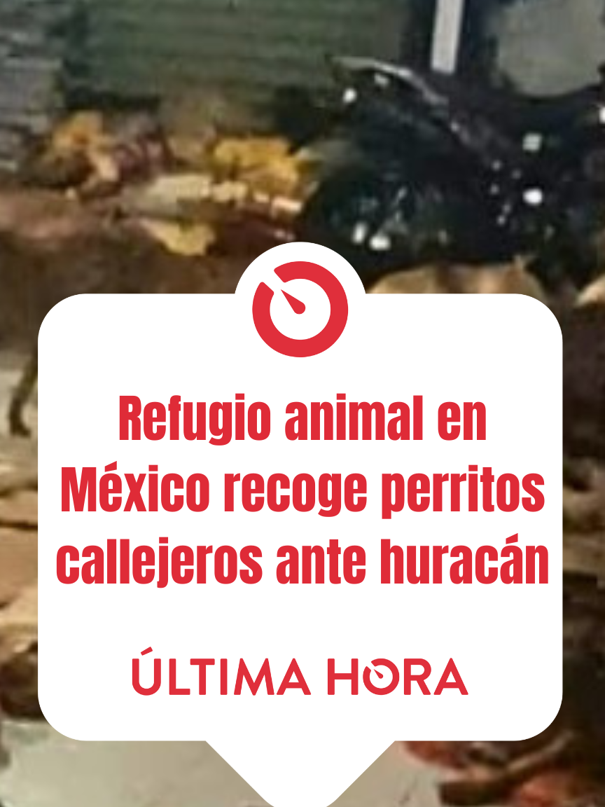 #viral ¡Gran labor! Un refugio de perritos en Cancún, en el estado mexicano de Quintana Roo, lanzó una campaña para rescatar a la mayor cantidad de caninos ante la llegada del huracán Beryl, que tiene en alerta a las costas del Caribe. El noble gesto se hizo viral y fue elogiado en las redes sociales. #perros #perritos #animales #animals #refugio #refugiodeanimales #mexico #rescate #rescateanimal #huracan #huracanberyl #beryl #cancun #quintanaroo #quintanaroomexico #gestos #hermoso #mundo #international #ultimahora #video #tiktok #parati #longervideos