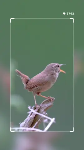 🌿🎵 Wren Whispers! 🎵🌿 Discover the enchanting wren, tiny but mighty, filling the air with its delightful melodies. A small bird with a big song! 🐦✨ #WrenWonder #NatureMelodies #fyp 