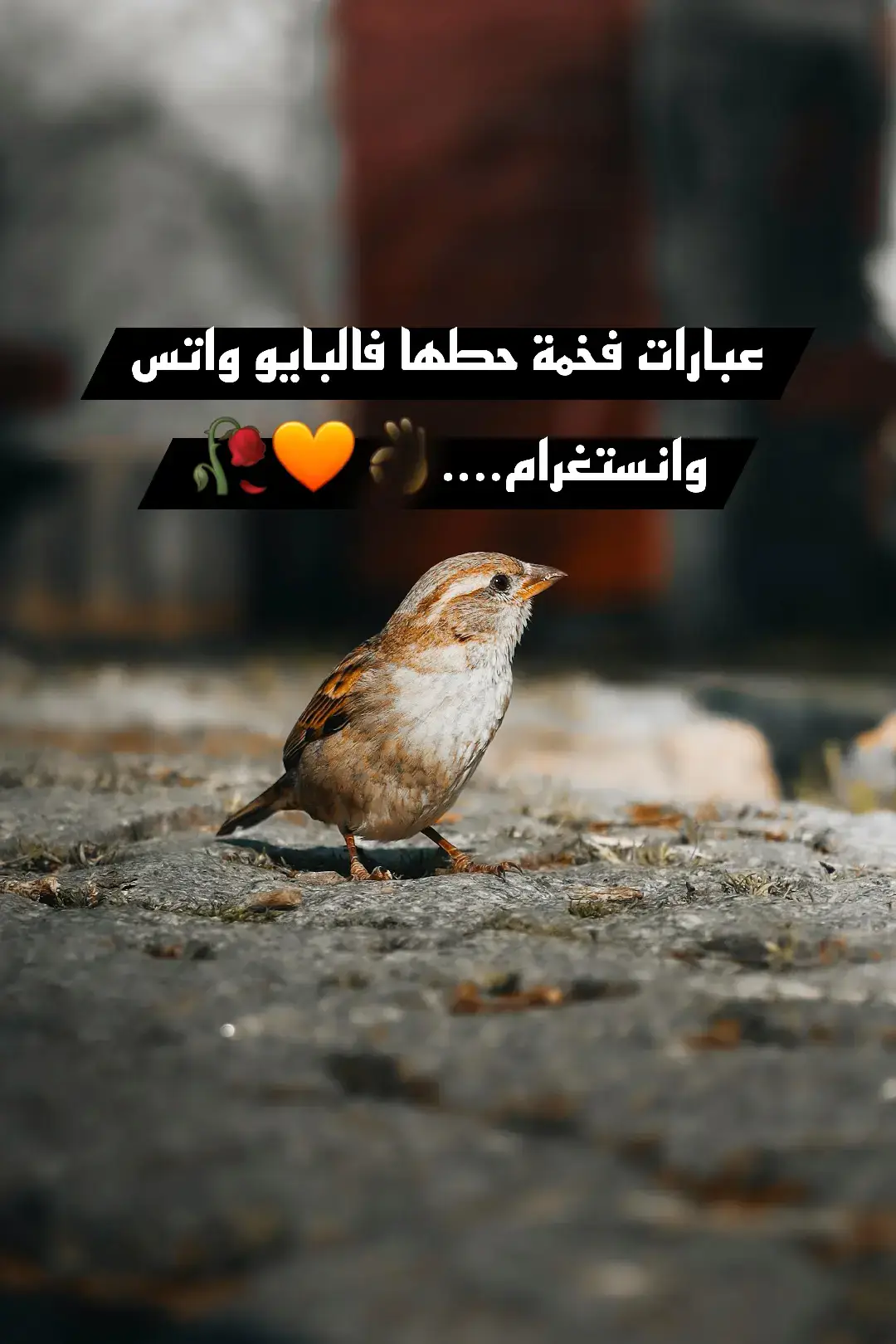 ايها العابر هل وضعت لي متابعة واعادة نشر لكي تعود ؟ عبارات فخمة حطها في البايو 👌💣🧡🥀عبارات عن الصبر والقوة#عبارات #عباراتي_ #اقتباسات #اقتباسات_عبارات_خواطر #اقتباسات_حزينة #اقتباساتي #عبارات_جميلة وقويه #عبارات_حزينه #عباراتكم الفخمه #عبارتي___ #اجمل_عبارة_راح_ثبتها #عبارات_جميلة #عبارات_حبي #عبارات_حزن 2##224🇬🇳🇬🇳guineeprtoi #225🇨🇮 2 # #عبارات_نرجسية #عبارات_قوية #عباراتكم_الفخمه #عبارات_فخمة وقوية #عبارات_فخمة #عبارات_فخمه ؟ #عبارات_فخمه ؟ #عبارة_فخمة ؟ #عبارات_فخمة #عبرات ضخمة #عبارات_اسطورية #تصميمي_اقتباساتي #عباراتكم ؟ # عباراتكم_الفخمه عباراتكم #تصميمي_فيديوهات لو #كاب_كات #fyppppppppppppppppppppppp #fyp #fypp #fyp #fypdong #fyp #foryou #trend #viral #tiktok #capcut# #الشعب_الصيني_ماله_حلو #لايك # #اكسبلووررر #610 #4527 #117 #117 #capcut  ...#إقتباسات #عباراتكم_الفخمه #عبارات ‏fypシ #foryou#‏ #عبارات_فخمه؟🖤☠️🥀⛓️ عبارات_فخمه؟# ‏#foryoupage #fypviral #‏عبارات_فخمه؟# fypviral #foryoupage# #fypシ゚viral🖤tiktok #fypシ゚viral🖤video #fypシツ #fypシ゚viral🖤tiktok☆♡ #fypシ゚viral🖤tiktok☆♡🦋myvideo fypジ #fy #fypage #foryo ## عبارات# ##عباراتكم_الفخمه #اسطنبول_اكسراي_فاتح #lovefamily #دعاء_جميل #ميمي #ام##عبارات_فخمه؟🖤☠️🥀⛓️ #عبارات_فخمه؟ #fypviral  #foryoupage# # #fy #fypage #foryfl #fyp #fypシ゚  #عبارات #عبارات# ##عباراتكم_الفخمه #اسطنبول_اكسراي_فاتح #lovefamily #lovefamily #دعاء_جميل #ميمي #ام  #🇩🇪 #🇮🇶 #🇲🇼 #🇸🇦 #🇹🇳 #🇹🇷 #اكسبلور #ستوريات #fyp #اجمل_عبارة_راح_ثبتها #عبارات_حزينه #عبارات_قويه #القلب #عبارات_جميلة_وقويه😉🖤 #اسطنبول_اكسراي_فاتح #ميمي #دعاء_جميل#عبارات_فخمه ؟ #foryou #دعاء #إقتباسات#عبارات_تقطع القلب ___ #عبارات_قويه #عبارات_حزينه #اجمل_عبارة_راح_ثبتها #fyp #ستوريات #اكسبلور #سوريا_تركيا_العراق_السعودية_الكويت #المانيا #العراق #م #مشاهير_تيك_توك #مصر #اسطنبول_اكسراي_فاتح #تركيا #عبارات_فخمه؟🖤☠️🥀⛓️ #عبارات_فخمه؟ #fypviral  #foryoupage# # #fy #fypage #foryfl #fyp #fypシ゚  #عبارات #عبارات# ##عباراتكم_الفخمه #اسطنبول_اكسراي_فاتح #lovefamily #lovefamily #دعاء_جميل #ميمي #ام  #🇩🇪 #🇮🇶 #🇲🇼 #🇸🇦 #🇹🇳 #🇹🇷 #اكسبلور #ستوريات #fyp #اجمل_عبارة_راح_ثبتها #عبارات_حزينه #عبارات_قويه #القلب #عبارات_جميلة_وقويه😉🖤 #اسطنبول_اكسراي_فاتح #ميمي #دعاء_جميلعبارات_فخمه؟# fypviral #foryoupage# fypジ #fy #fypage #foryo ## عبارات# ##عباراتكم_الفخمه #اسطنبول_اكسراي_فاتح lovefamily #دعاء_جميل #ميمي #ام##عبارات_تقطع القلب ___ #عبارات_قويه #عبارات_حزينه #اجمل_عبارة_راح_ثبتها #fyp #ستوريات #اكسبلور#عبارات # عباراتي_ #اقتباسات #اقتباسات_عبارات_خواطر #اقتباسات_حزينة #اقتباساتي # عبارات_جميلة وقويه #عبارات_حزينه #عباراتكم الفخمه #عبارتي___ #اجمل_عبارة_راح_ثبتها #عبارات_جميلة #عبارات_حبي #عبارات_حزن 22 # عبارات_نرجسية #عبارات_قوية #عباراتكم_الفخمه #عبارات_فخمة وقوية #عبارات_فخمة #عبارات_فخمه ؟ #عبارات_فخمه ؟ #عبارة_فخمة ؟ #عبارات_فخمة #عبرات ضخمة #عبارات_اسطورية #تصميمي_اقتباساتي #عباراتكم ؟ # عباراتكم_الفخمه عباراتكم #تصميمي_فيديوهات لو #كاب_كات fyp #foryou #trend #viral #tiktok #capcut# #الشعب_الصيني_ماله_حلو #لايك # اكسبلووررر 610 4527 117 ...#إقتباسات #عباراتكم_الفخمه #عبارات ‏fypシ #foryou#‏ عبارات_فخمه؟# ‏#foryoupage #fypviral #‏