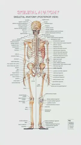 Bone up on anatomy!🦴 Learn the skeletal system in a snap!  #SkeletalAnatomy #r1dzz5  #EasyLearning #medical #fy #TikTokAdventure #page #Bone #up #viral #trend  #world #info #tiktok 