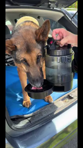 Whoever thought of this invetion is a genius #mwd #retiredmwd #dog #dogsoftiktok #pets #dogparents #dogmom #foryou #foryoupage #fypage 
