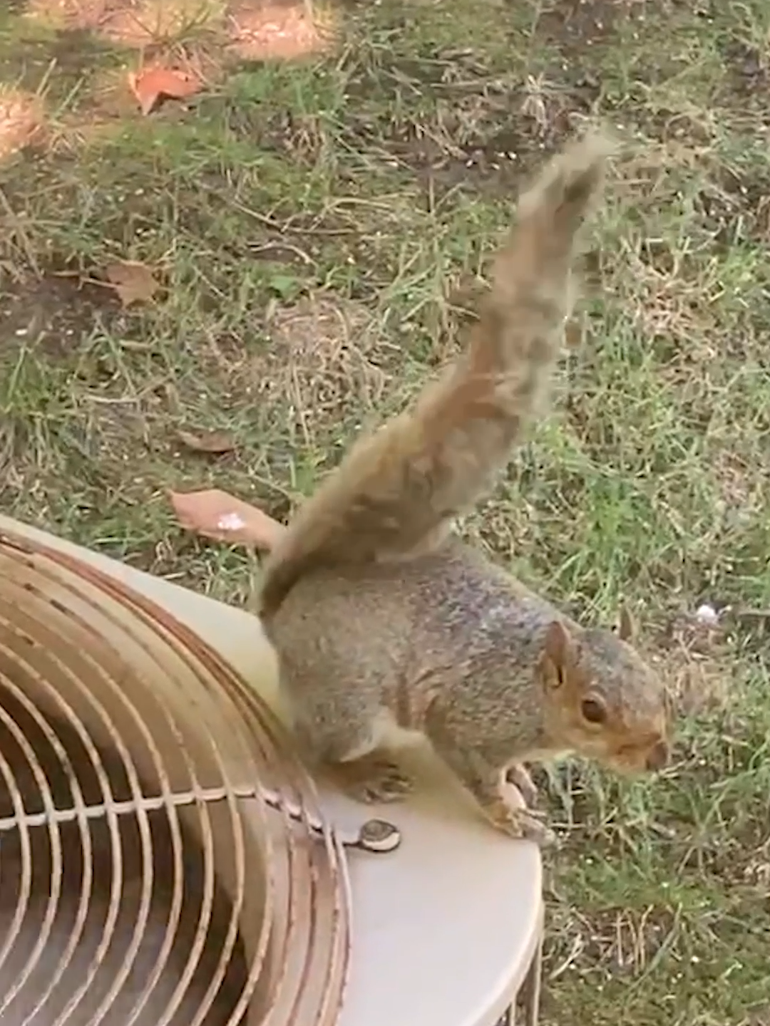 That's one way to cool off 😂🐿️ #afv