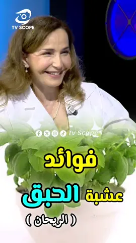 فوائد عشبة الحبق (الريحان)#تونس🇹🇳 #tvscope #@Selma Fehri 