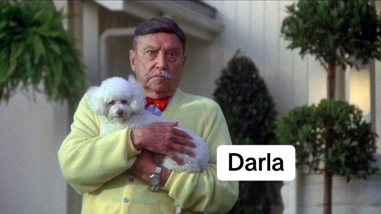 Her acting role as Precious in the 1991 thriller The Silence of the Lambs, a film which earned the Big Five Academy Awards. Darla acted in several other films, including Batman Returns (1992). Darla began her career in the 1985 film Pee-wee's Big Adventure as Pink Poodle, and appeared in 1989's The 'Burbs starring Tom Hanks Darla retired to Thousand Oaks, California, in 1992, and died later that year at the age of 16 or 17. Pee-wee's Big Adventure (1985) as Pink Poodle The 'Burbs (1989) as Queenie The Silence of the Lambs (1991) as Precious Batman Returns (1992) as Ratty Poodle #theburbs #batmanreturns 