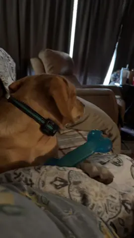 He’s so cute #mydog #thatsjustmybabydog #pets #PetsOfTikTok 