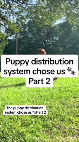 Best. Day. Ever. 🫶🏼🐾 I had just gotten out of the shower snd hadn’t even combed my hair yet and hubby texted me,”oh meant to tell you there’s puppies between ours and pur neighbors yard.” So naturally I ran out like Christmas morning!!!  It’s likely that these are abandoned pups, and while thats awful- I am glad they are safe. Ive asked everyone in our small neighborhood so far, and no one knows anything.  #foundpuppies #puppies #gooddogs #dogdistributionsystem #puppydistrobutionsystem #puppylove #puppiesoftiktok #puppytiktok #lostandfound #teamworkmakesthedreamwork #luckyday #luckygirlsyndrome #puppiesarelife #puppiesareagirlsbestfriend